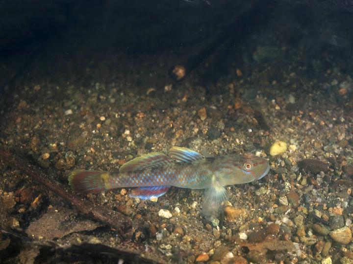 トウヨシノボリ(鳴瀬川、揖斐川、太田川)