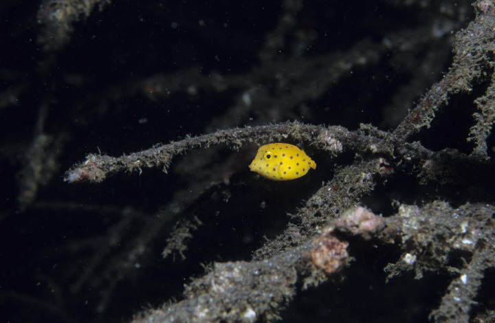 ミナミハコフグ幼魚 大瀬崎